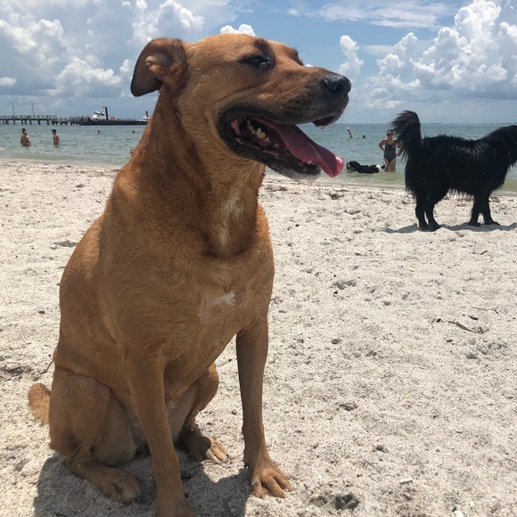 Meet your Posher, Rooch - Picture 1 of 1